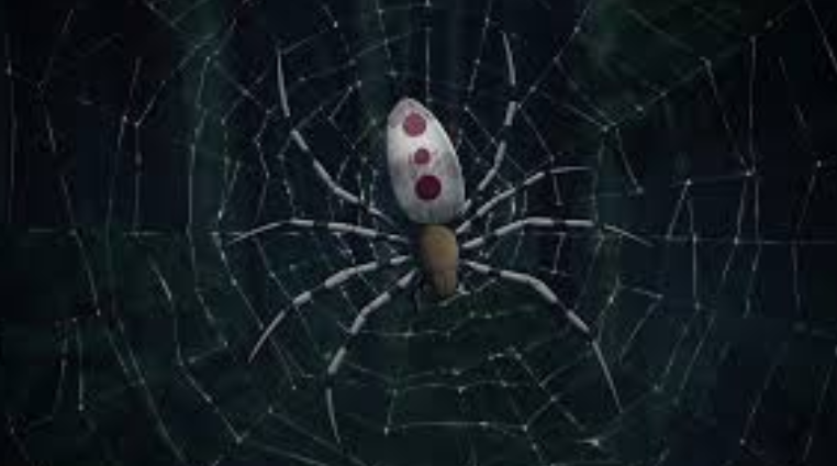 a white spider with two red and orange dots